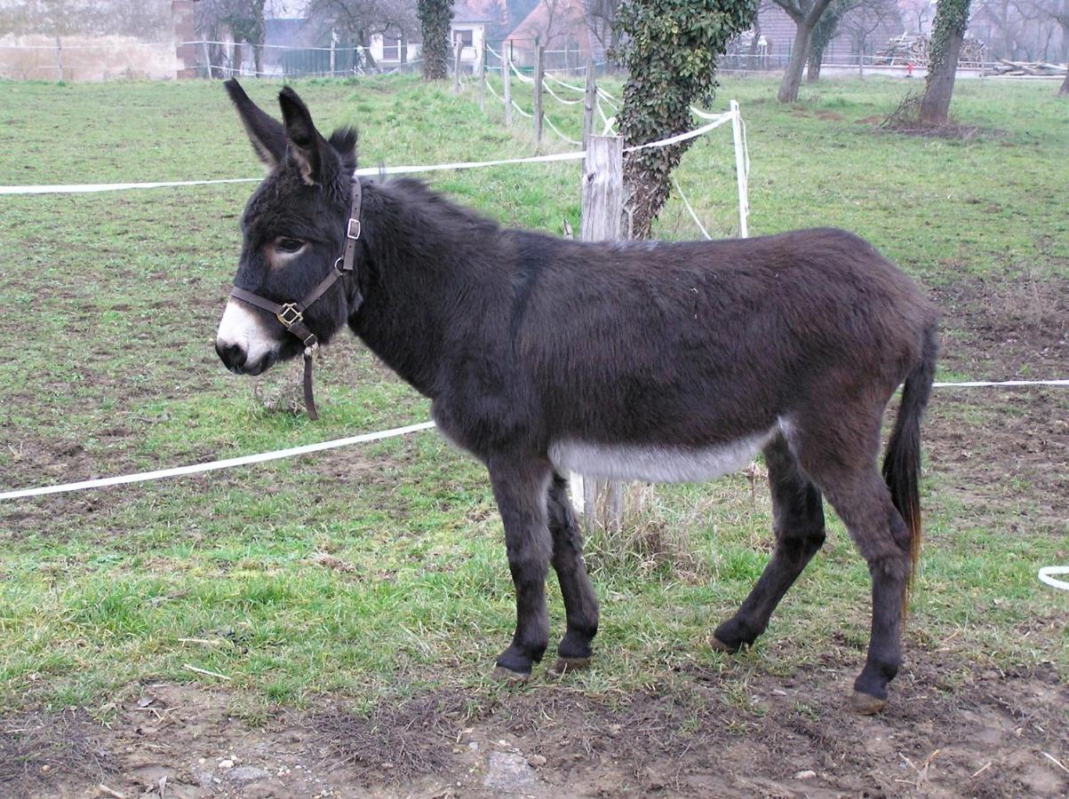 Apartament La Ferme De Marie Rangen Zewnętrze zdjęcie